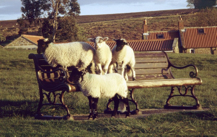Schafe auf Parkbank im Dorf