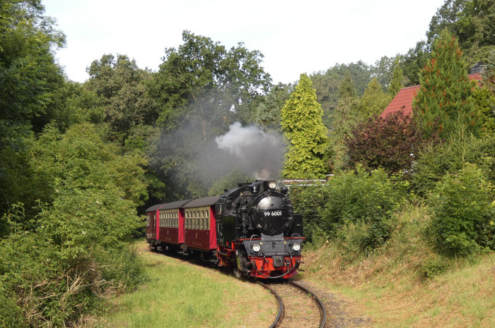 99 6001 mit dem morgendlichen Zug 8961 aus Gernrode zwischen den hübschen Vorgärten vor der Einfahrt von Harzgerode, um 8:36h am 07.07.2024