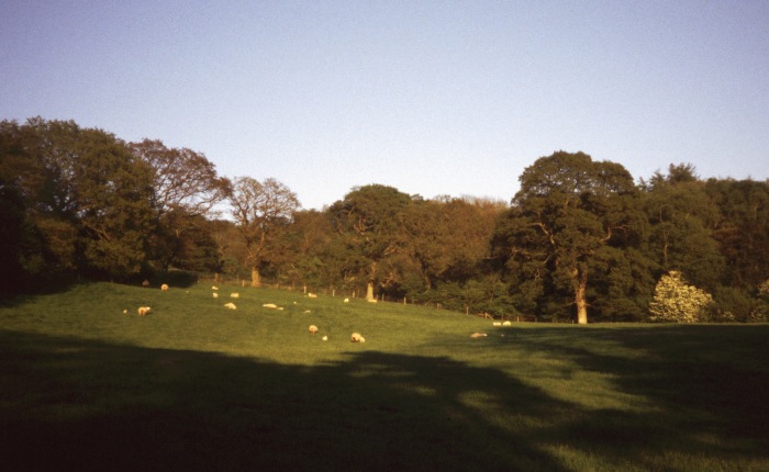 typisches Bild für England: Eichen-umsäumte Wiese mit Schafherde im Abendlicht, am 16.05.2004.